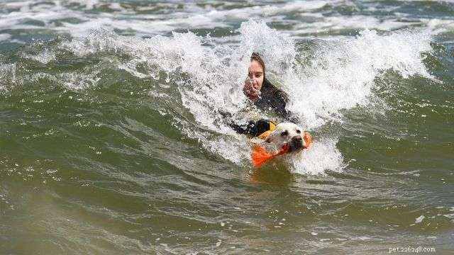 Poland’s 2nd Water Rescue Dog Cup: Heroes of the Baltic Sea