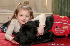 10 Remarkable Senses: How Dogs Detect More Than Humans