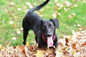 10 Remarkable Senses: How Dogs Detect More Than Humans