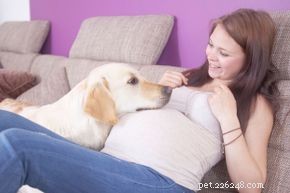 10 Remarkable Senses: How Dogs Detect More Than Humans