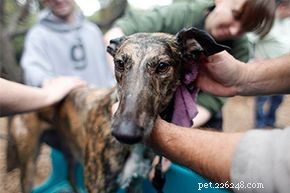 Understanding Canine Influenza: Causes, Symptoms, and Prevention