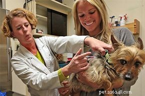 Understanding Canine Influenza: Causes, Symptoms, and Prevention