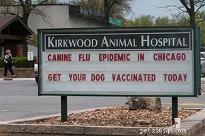 Understanding Canine Influenza: Causes, Symptoms, and Prevention