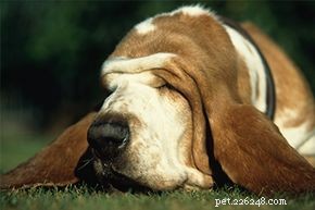 Understanding Canine Influenza: Causes, Symptoms, and Prevention