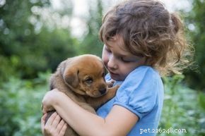 Debunking the 7‑Year Dog‑Year Myth: How Dogs Age Really