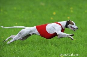 Should You Take Your Greyhound for Regular Runs?