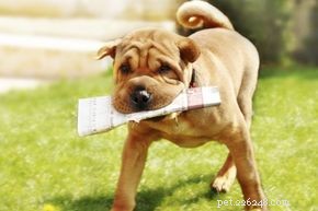 Can You Teach an Older Dog New Tricks? Proven Techniques for Mature Dogs