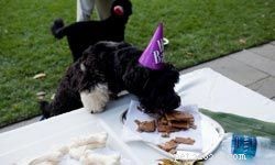 5 Kid-Friendly Homemade Dog Treat Recipes