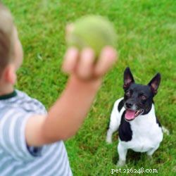 10 Engaging Games to Play with Your Kids and Dogs