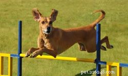 10 Engaging Games to Play with Your Kids and Dogs
