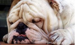 10 Expert Tips for Choosing the Perfect Family Dog