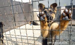 10 Expert Tips for Choosing the Perfect Family Dog