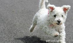 10 Expert Tips for Choosing the Perfect Family Dog