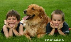 Top 5 Family-Friendly Hunting Dogs: Friendly, Loyal & Safe