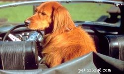 Top 5 Family-Friendly Hunting Dogs: Friendly, Loyal & Safe