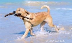 Top 5 Family-Friendly Hunting Dogs: Friendly, Loyal & Safe