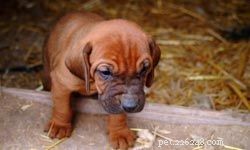 Top 5 Family-Friendly Hunting Dogs: Friendly, Loyal & Safe