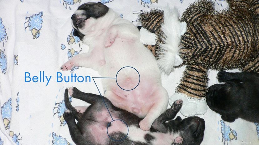 Do Dogs Actually Have Belly Buttons? The Answer Explained