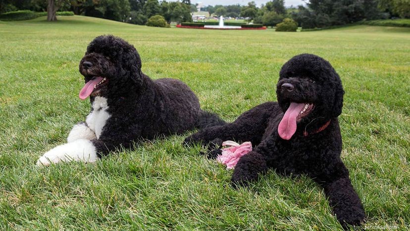 Do Hypoallergenic Dogs Trigger Allergies? Myth vs Reality