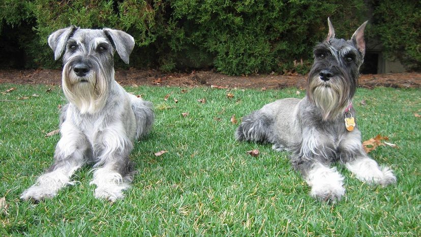 Do Hypoallergenic Dogs Trigger Allergies? Myth vs Reality