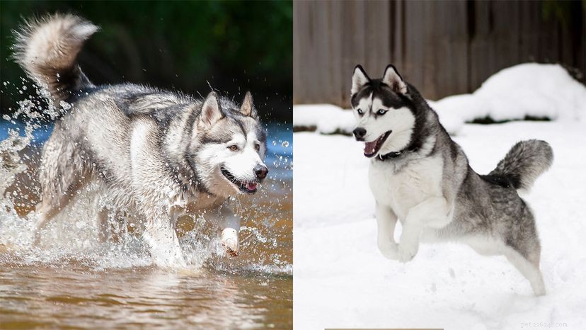 Alaskan Malamute vs. Siberian Husky: Key Differences Explained