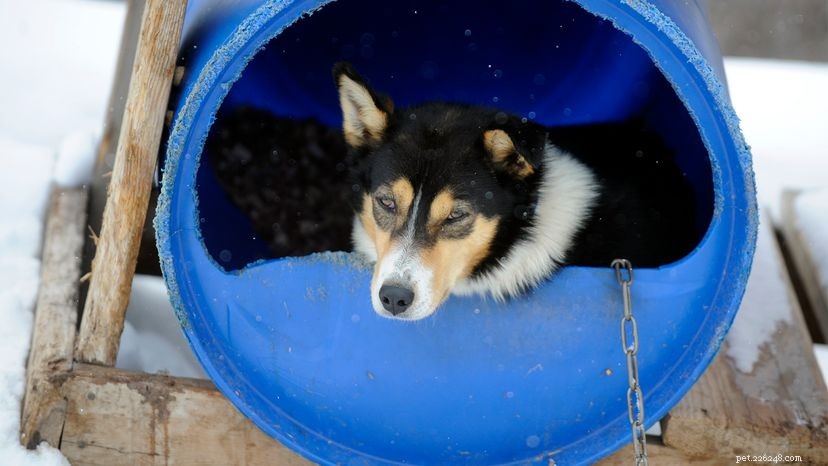Alaskan Malamute vs. Siberian Husky: Key Differences Explained