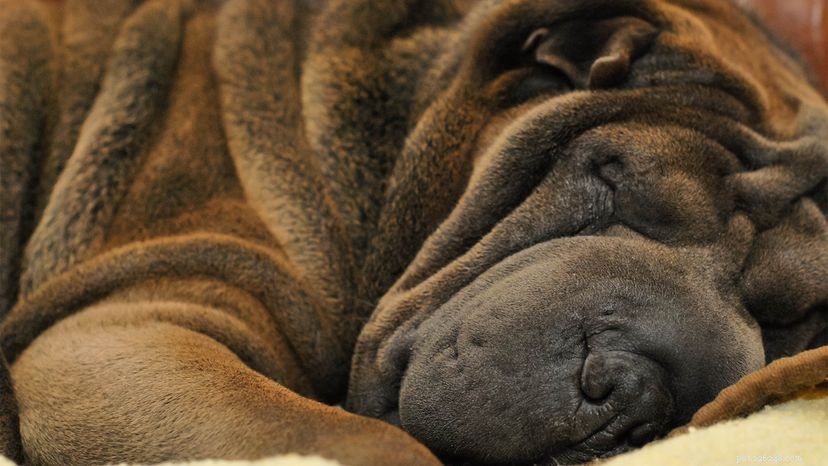 The Curious Origin of the Shar-Pei s Signature Wrinkles