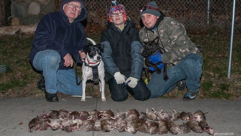R.A.T.S. Dogs: NYC s Dedicated Rodent‑Busting Canine Crew