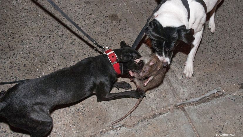 R.A.T.S. Dogs: NYC s Dedicated Rodent‑Busting Canine Crew