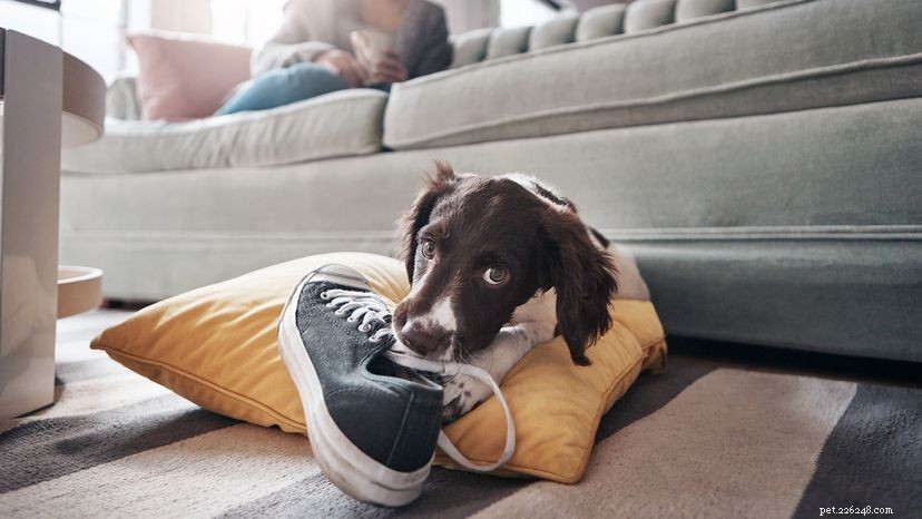 Does Your Dog Experience Puberty? Understanding Canine Adolescence