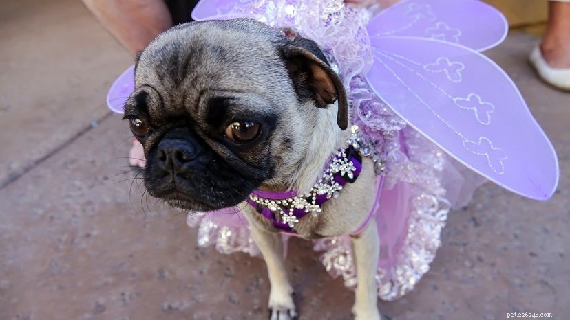Do Dogs Truly Feel Embarrassed When We Dress Them?