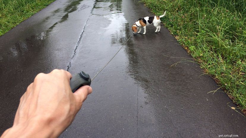 Why Retractable Dog Leashes Are Risky—and What to Use Instead