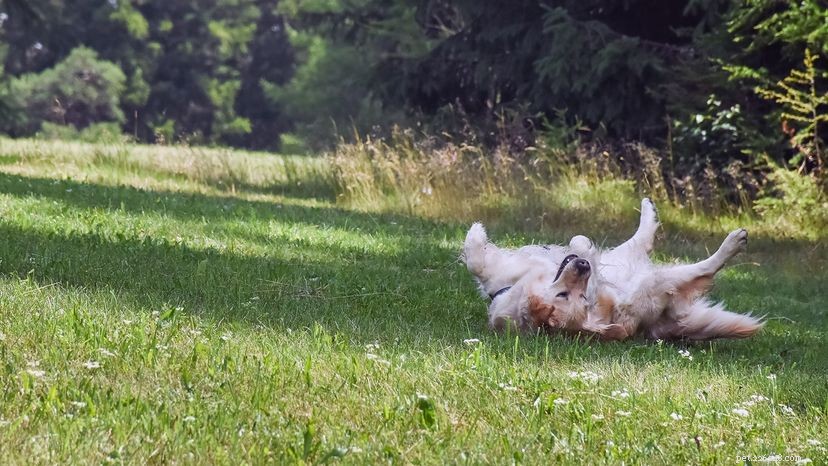 Why Dogs Roll in Smelly Substances: A Curious Behavior Explained