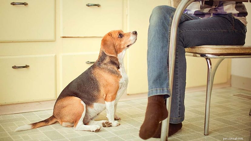 10 Foods Dogs Must Avoid: A Clear Guide for Safe Pet Nutrition