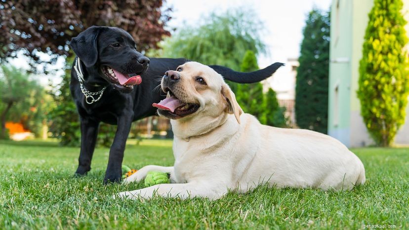 How European Dog Breeds Displaced Indigenous Canine Populations in the Americas