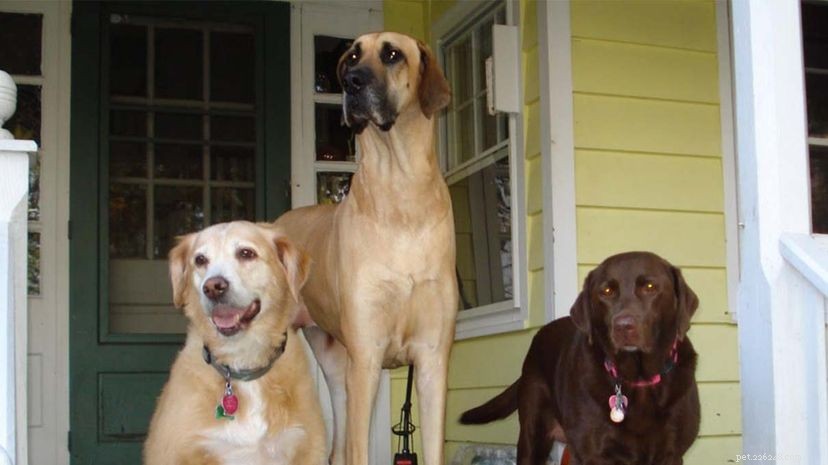 Do Dogs Know They re Being Photographed? Discover the Truth
