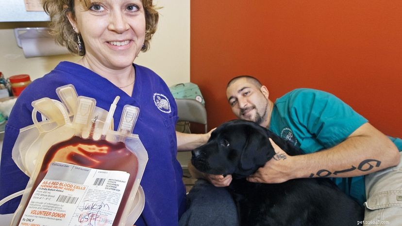 How a Blood Bank Helps Pets with Hemolytic Anemia
