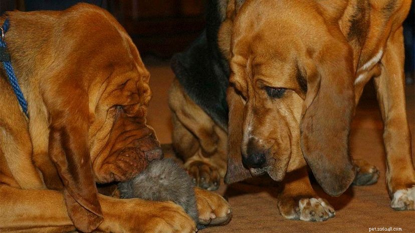 How Long Floppy Ears Aid Scent Hounds in Tracking
