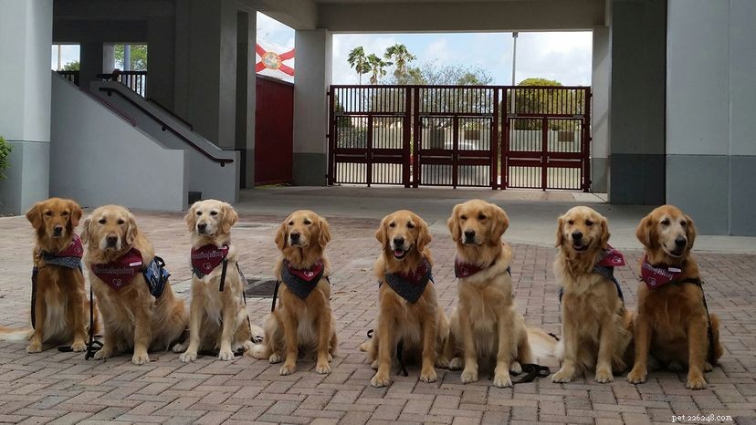 10 Legendary Dogs That Shaped History