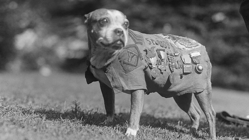10 Legendary Dogs That Shaped History