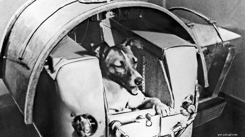 10 Legendary Dogs That Shaped History