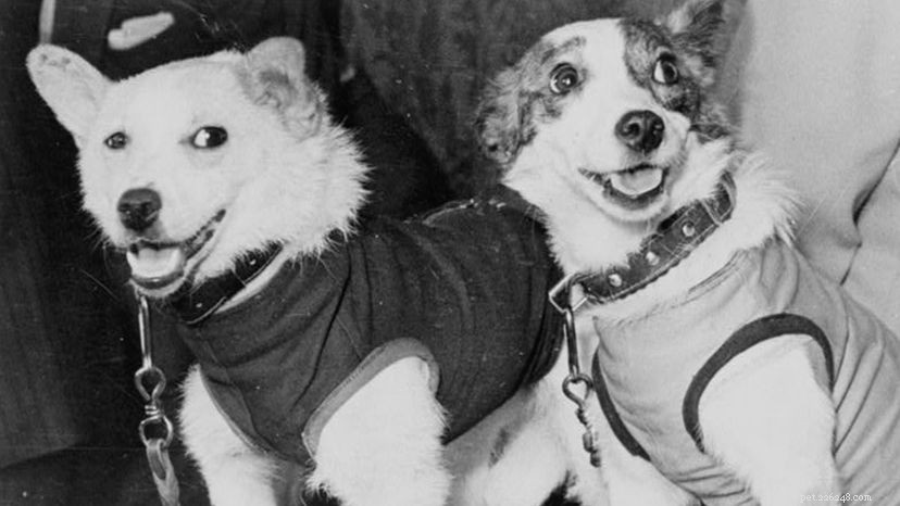 10 Legendary Dogs That Shaped History