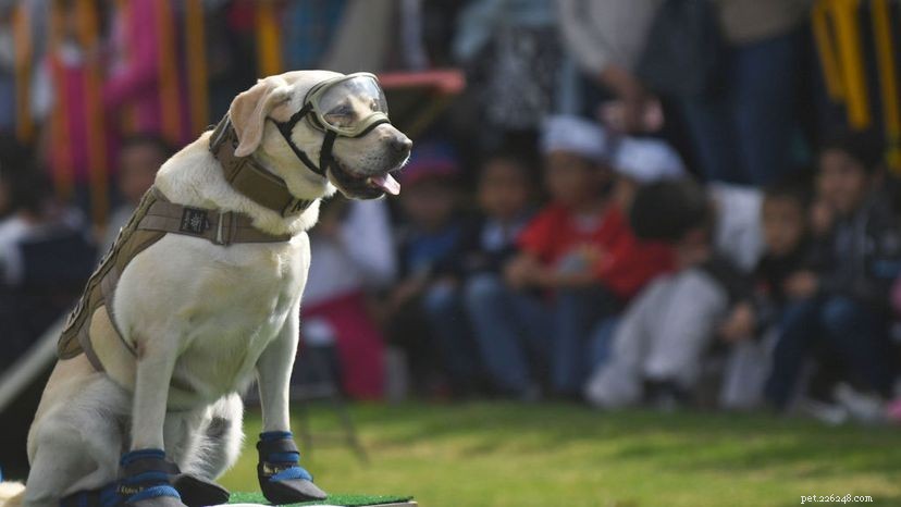 10 Legendary Dogs That Shaped History