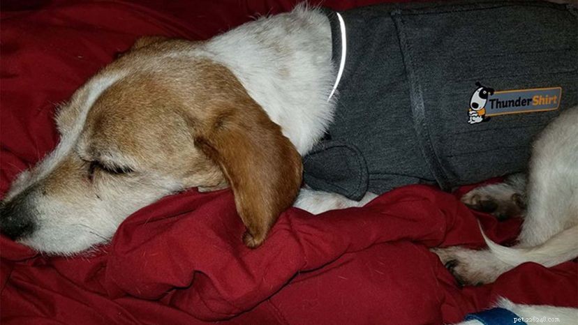 ThunderShirt: The Proven Solution to Calm Your Dog’s Fear of Loud Noises