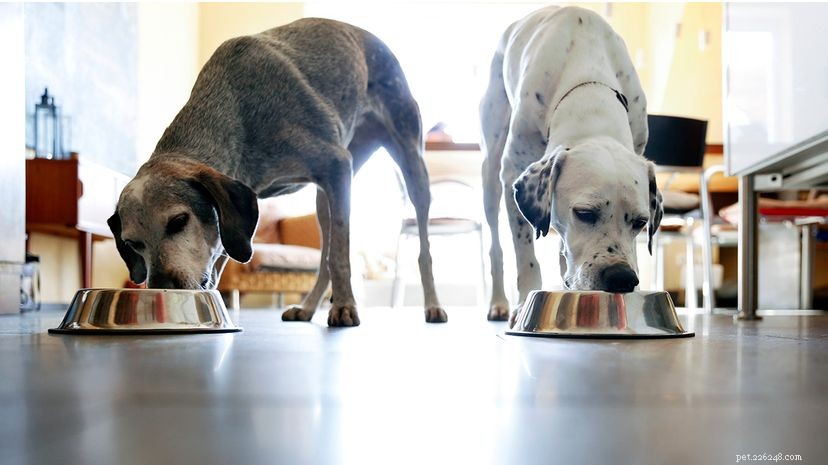 How to Select the Best Food for Your Dog: Expert Tips