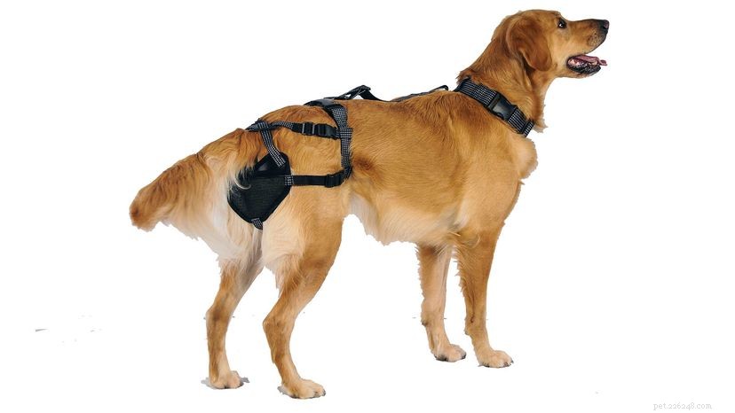Dog Chastity Belts: A Humane Alternative to Spaying and Neutering