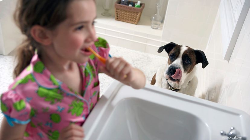 Why Your Dog Follows You Everywhere—and Why It s a Positive Bond