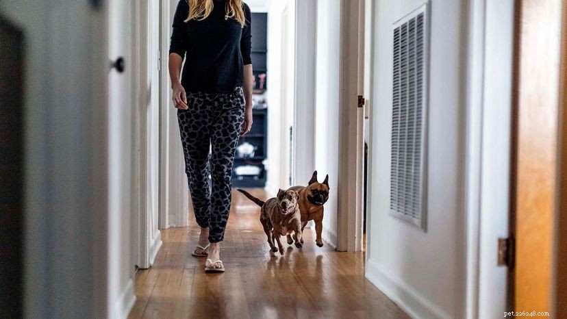 Why Your Dog Follows You Everywhere—and Why It s a Positive Bond