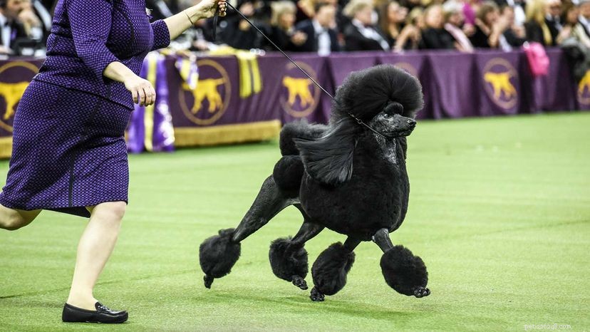 Westminster Kennel Club Dog Show Marks 145 Years Amid Unprecedented 2021 Changes