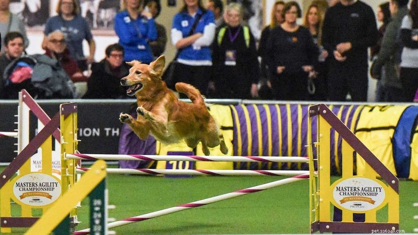 Westminster Kennel Club Dog Show Marks 145 Years Amid Unprecedented 2021 Changes